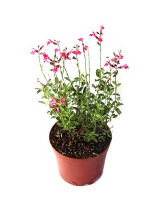 Lobelia