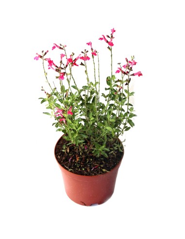 Salvia microphylla (test 16 cm ø)