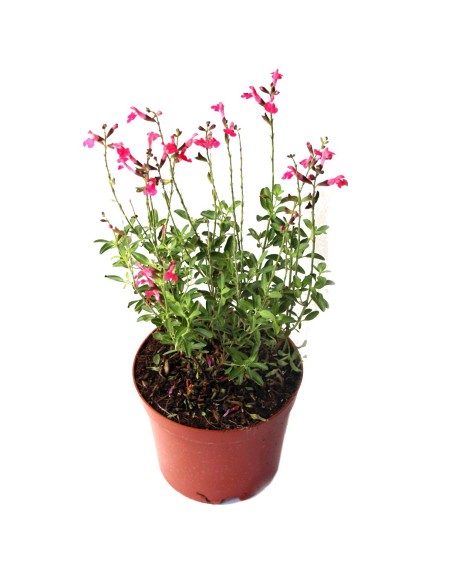 Salvia microphylla (test 16 cm ø)