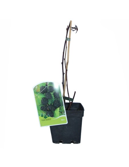 Mora o esbarzer (test 2 litres)