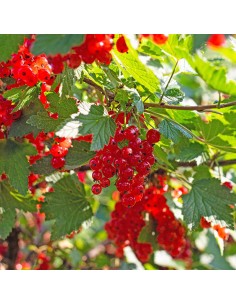 Grosella roja (maceta 2 litros) 2