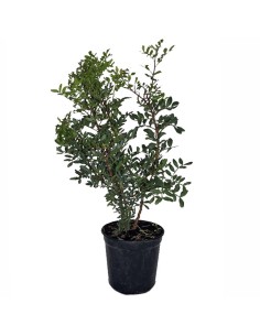 Pittosporum (test 15 cm ø)