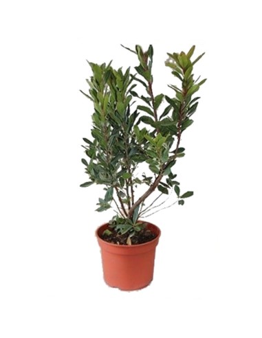 Venta de madroños por 13,95€ en Germigarden