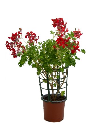 Géranium français ou roi du balcon à 2,95€ chez Germigarden 