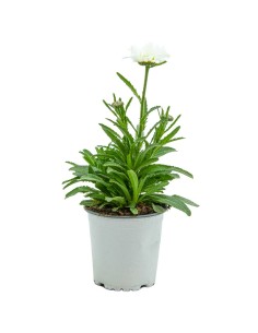 Leucantemus vulgaris