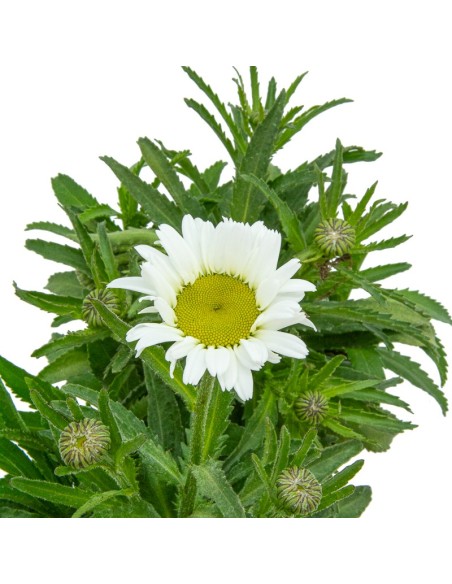 Leucantemus vulgaris (test 13 cm ø)