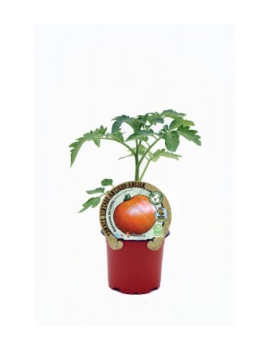 Tomate Palosanto de Lleida (maceta 10,5 cm Ø)