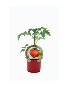 Tomate Valenciano (maceta 10,5 cm Ø)