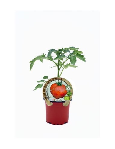Tomate Valenciano (maceta 10,5 cm Ø)