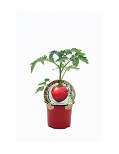 Tomate Malinowy Retro (maceta 10,5 cm Ø)