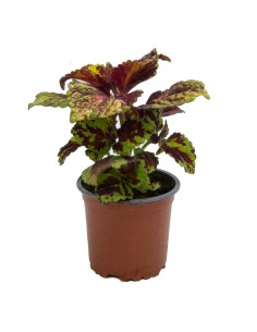 Compre coleus por € 1,95 em Germigarden