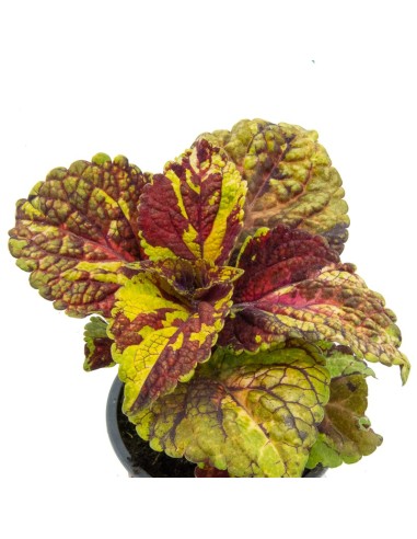 Comprar coleo por 1,95€ en Germigarden