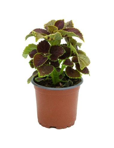 Comprar coleo por 1,95€ en Germigarden