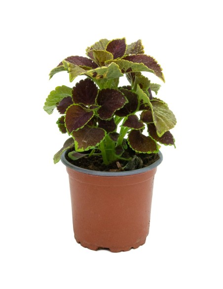 Comprar coleo por 1,95€ en Germigarden