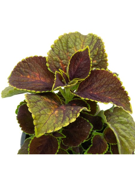 Achetez du coleus pour 1,95€ chez Germigarden
