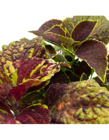 Comprar coleo por 1,95€ en Germigarden