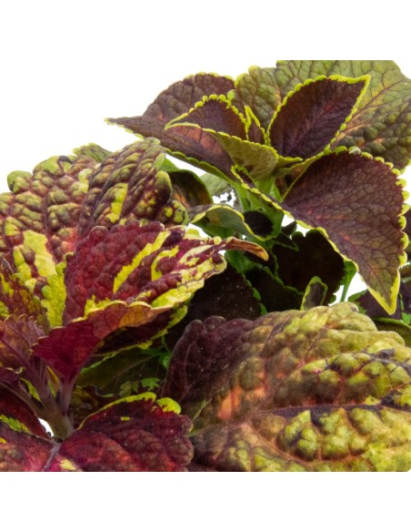 Compre coleus por € 1,95 em Germigarden
