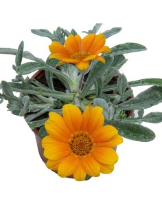Gazania repens (maceta 10,5 cm Ø) 2