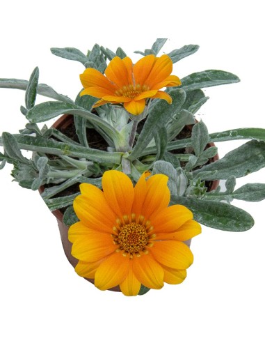 Gazania repens (test 10,5 cm Ø)