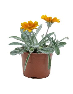 Gazania repens (maceta 10,5 cm Ø)