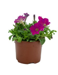 Petunia mini