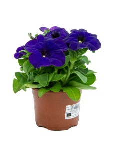 Pétunias à partir de 1,75€ chez Germigarden et coloris au choix