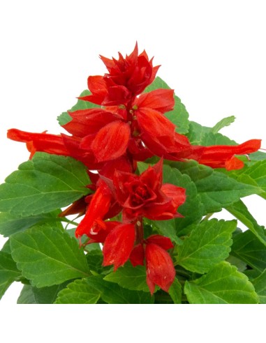 Salvia roja por 1,80€ en Germigarden