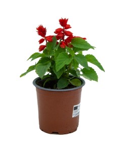 Sàlvia Splendens (test 10,5 cm ø)