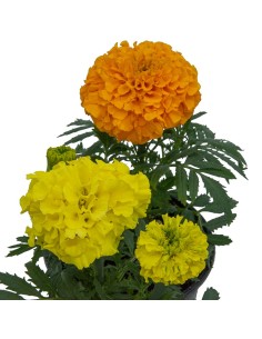 Clavelón de la India o tagete (maceta 10,5 cm Ø) 2