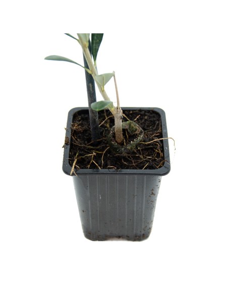 Olivo arbosana desde 3,50€ en Germigarden