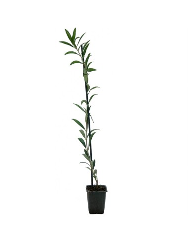 Olivo arbosana desde 3,50€ en Germigarden