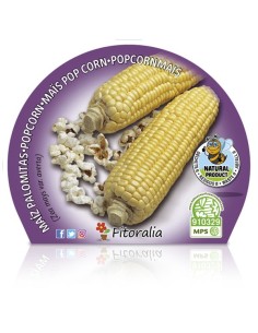 Maiz para palomitas (maceta 10,5 cm Ø) 2