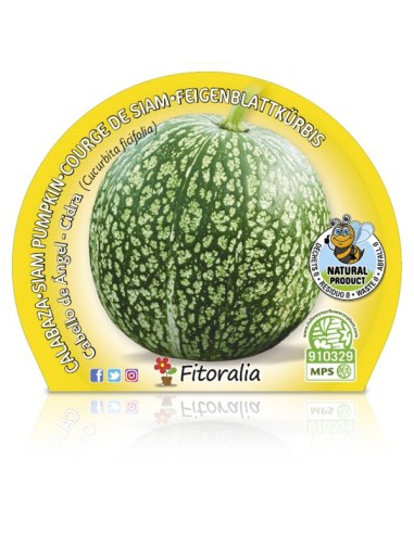 Calabaza cabello de angel (maceta 10,5 cm Ø)