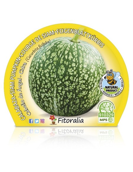 Calabaza cabello de angel (maceta 10,5 cm Ø)