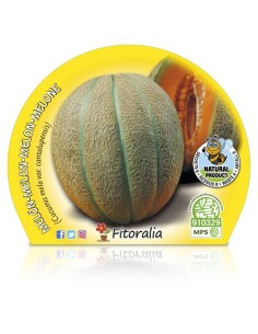 Meló Cantalup (test 10,5 cm Ø) 2
