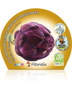 Plantel alcachofa violeta (6 unidades) 2