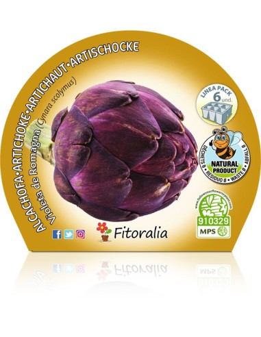 Plantel alcachofa violeta (6 unidades)