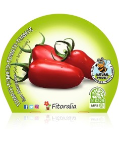 Tomate san Marzano (maceta 10,5 cm Ø) 2