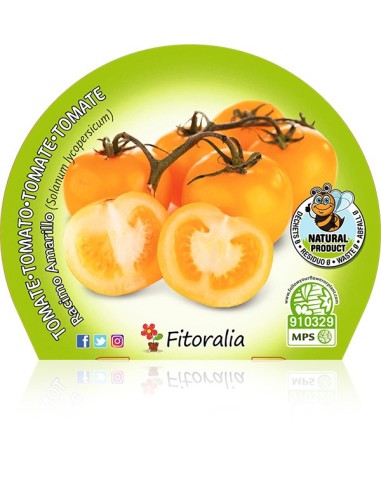 Tomate racimo amarillo (maceta 10,5 cm Ø)
