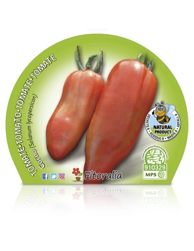 Tomate corno (vaso de 10,5 cm Ø)