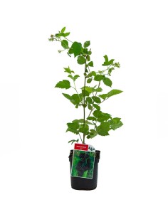 Mora o esbarzer (test 2 litres)