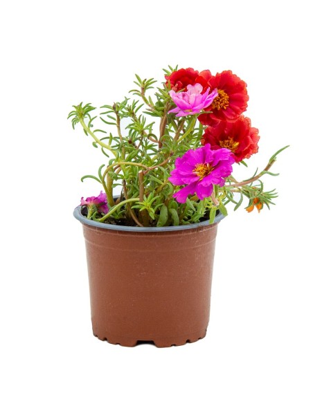 Portulaca (maceta 10,5 cm ø)
