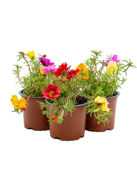 Portulaca (maceta 10,5 cm ø)