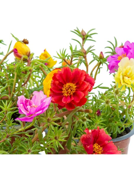 Portulaca (maceta 10,5 cm ø)