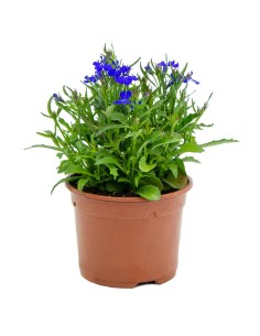 Lobelia