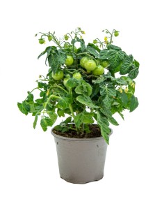 Tomàquet cherry vermell  (test 13 cm Ø)