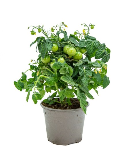 Tomate cherry rojo (maceta 13 cm Ø)
