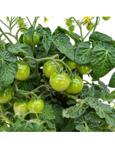 Tomate cherry rojo (maceta 13 cm Ø) 2