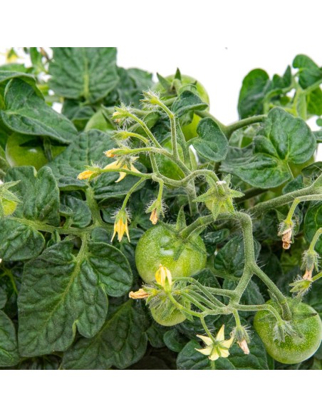 Tomate cherry rojo (maceta 13 cm Ø)