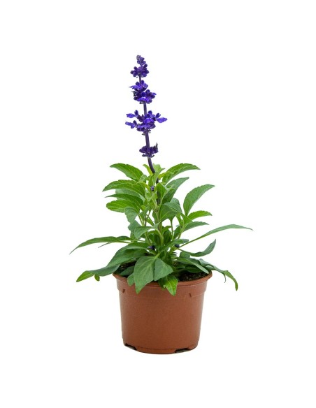 Salvia azul (maceta 13 cm Ø)